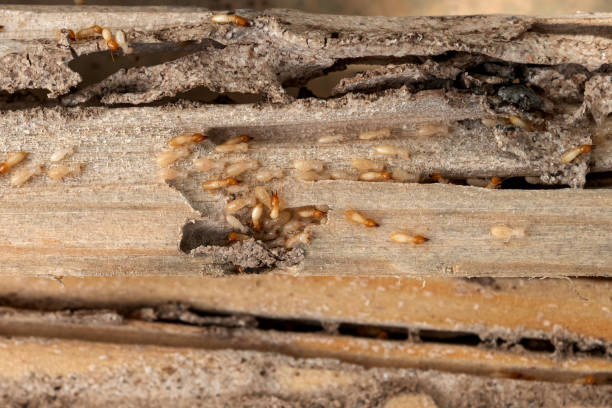 Best Wildlife Control Services  in Arthurdale, WV