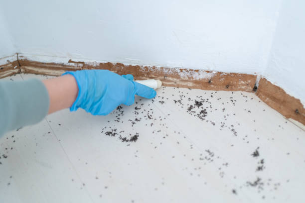 Best Local Pest Control Services  in Arthurdale, WV